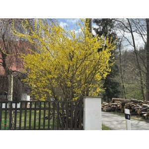 Zlatý dážď (Forsythia intermedia) ´FIESTA´ - výška 30-50 cm, kont. C3L